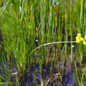 Bradshaw's lomatium (Lomatium bradshawii)