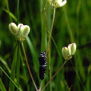 Bradshaw's lomatium (Lomatium bradshawii)