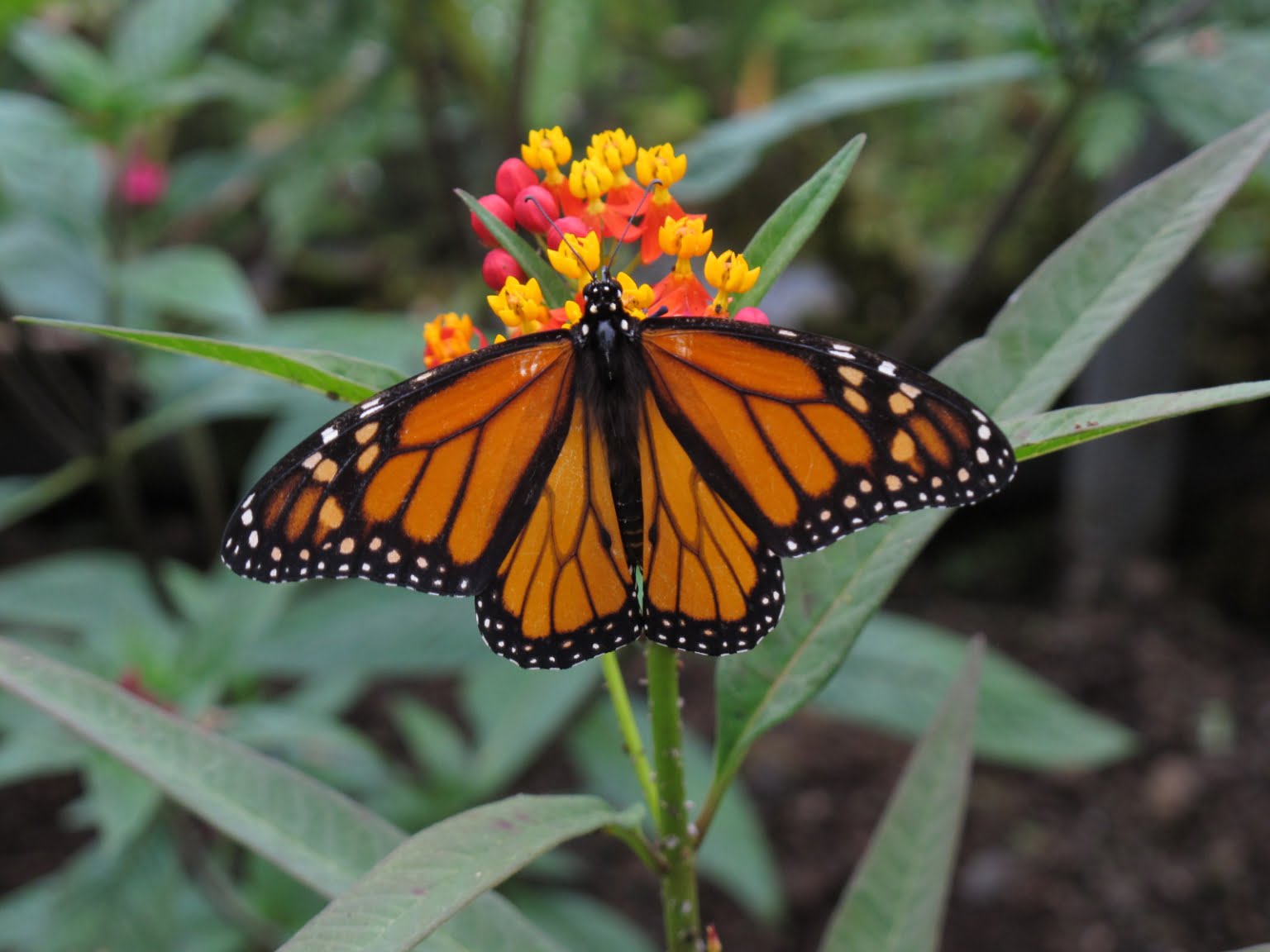 Making More Milkweeds For Monarchs Breakthroughs In Milkweed Seed Germination Institute For 2683