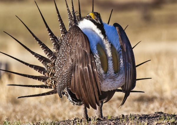 Five Things You Didn't Know About Sagebrush - Institute for Applied Ecology