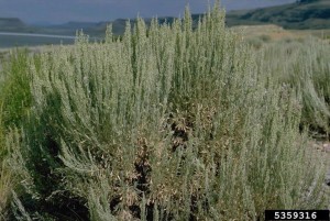 sagebrush