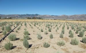 sagebrush-genetics