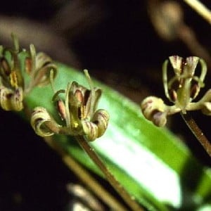 Foetid adder's tongue (Scoliopus hallii)