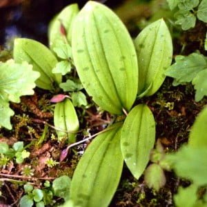 Foetid adder's tongue (Scoliopus hallii)