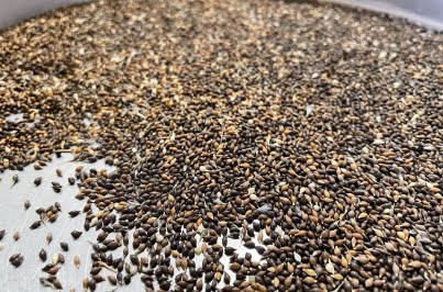 seeds in tray