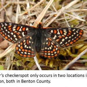 Taylor’s checkerspot butterfly