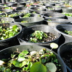 watering and care-10