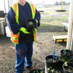 watering and care-11