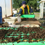 watering and care-12