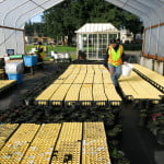 watering and care-8