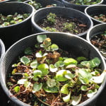 watering and care-9